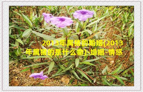 2013年属猪的婚姻(2013年属猪的是什么命)-婚姻-情感表达