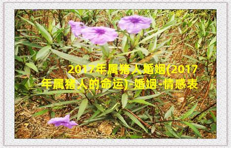 2017年属猪人婚姻(2017年属猪人的命运)-婚姻-情感表达