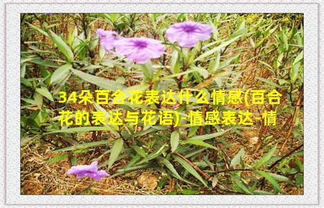 34朵百合花表达什么情感(百合花的表达与花语)-情感表达-情感表达