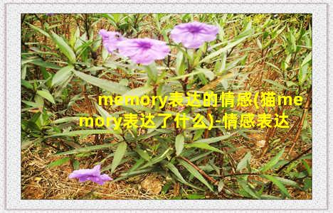 memory表达的情感(猫memory表达了什么)-情感表达-情感表达