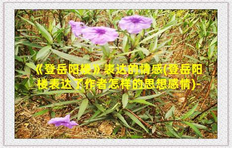 《登岳阳楼》表达的情感(登岳阳楼表达了作者怎样的思想感情)-情感表达-情感表达