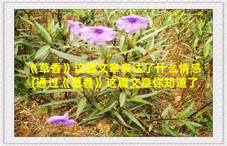 《草香》这篇文章表达了什么情感(通过《草香》这篇文章你知道了什么)-情感表达-情感表达