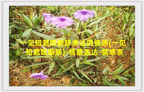 一见知君即断肠表达的情感(一见知君既断肠)-情感表达-情感表达