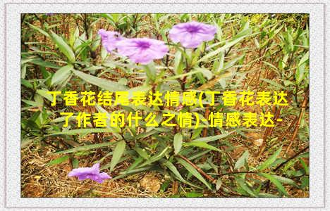 丁香花结尾表达情感(丁香花表达了作者的什么之情)-情感表达-情感表达