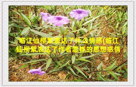 临江仙柳絮表达了什么情感(临江仙柳絮表达了作者怎样的思想感情)-情感表达-情感表达