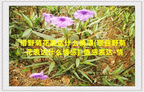 借野菊花表达什么情感(歌曲野菊花表达什么情感)-情感表达-情感表达