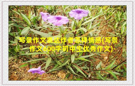 写景作文表达作者怎样情感(写景作文600字初中生优秀作文)-情感表达-情感表达