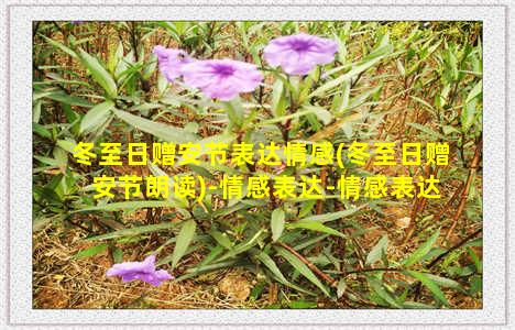 冬至日赠安节表达情感(冬至日赠安节朗读)-情感表达-情感表达