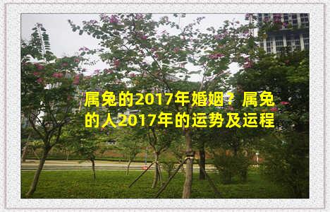 属兔的2017年婚姻？属兔的人2017年的运势及运程