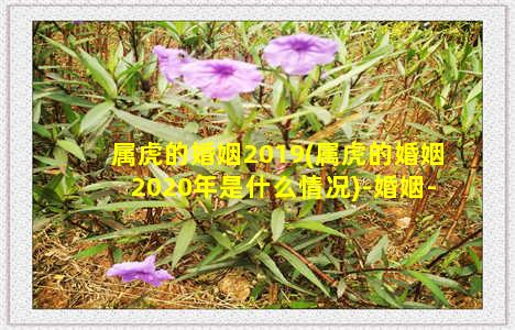 属虎的婚姻2019(属虎的婚姻2020年是什么情况)-婚姻-情感表达