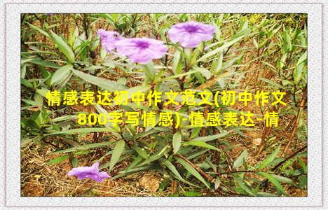 情感表达初中作文范文(初中作文800字写情感)-情感表达-情感表达