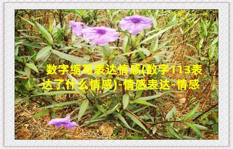 数字缩写表达情感(数字113表达了什么情感)-情感表达-情感表达