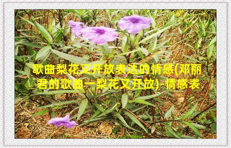 歌曲梨花又开放表达的情感(邓丽君的歌曲一梨花又开放)-情感表达-情感表达