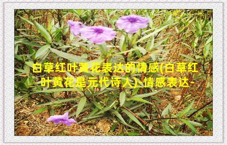 白草红叶黄花表达的情感(白草红叶黄花是元代诗人)-情感表达-情感表达