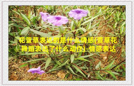 花萱草表达的是什么情感(萱草花舞蹈表达了什么动作)-情感表达-情感表达