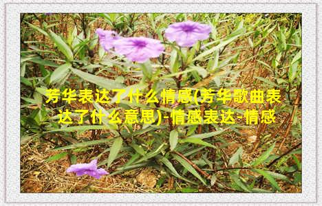 芳华表达了什么情感(芳华歌曲表达了什么意思)-情感表达-情感表达