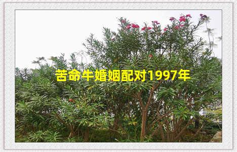 苦命牛婚姻配对1997年