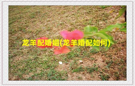 龙羊配婚姻(龙羊婚配如何)